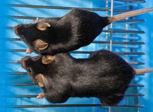 Revolutionizing Weight Loss: New Drugs Aim to Shed Fat While Preserving Muscle