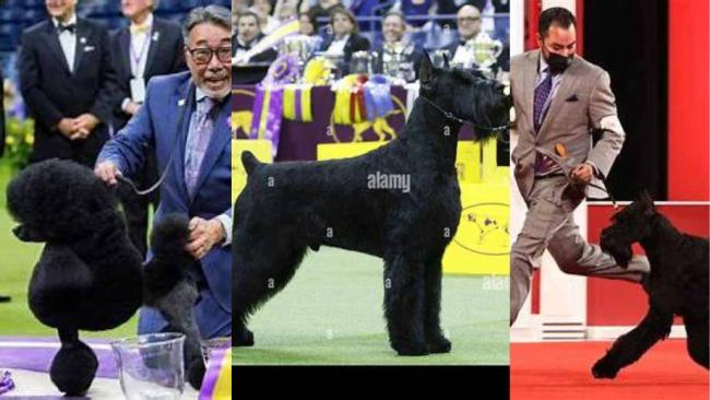 Giant Schnauzer "Monty" takes Best In Show at the 2025 Westminster Dog Show